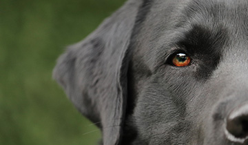 Guide to Labradors
