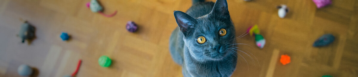 cat healthcare banner