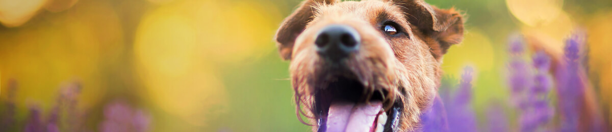 dog healthcare banner