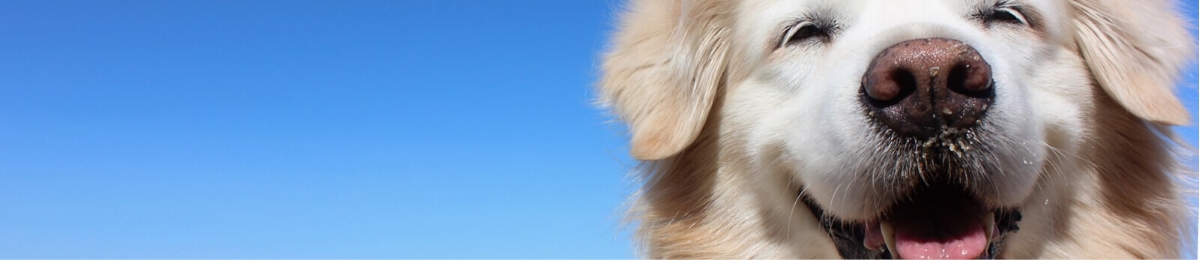 keep your pet safe this summer banner