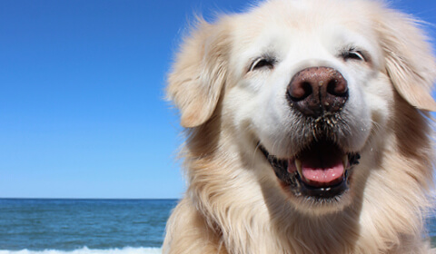 Keep your pet safe this summer