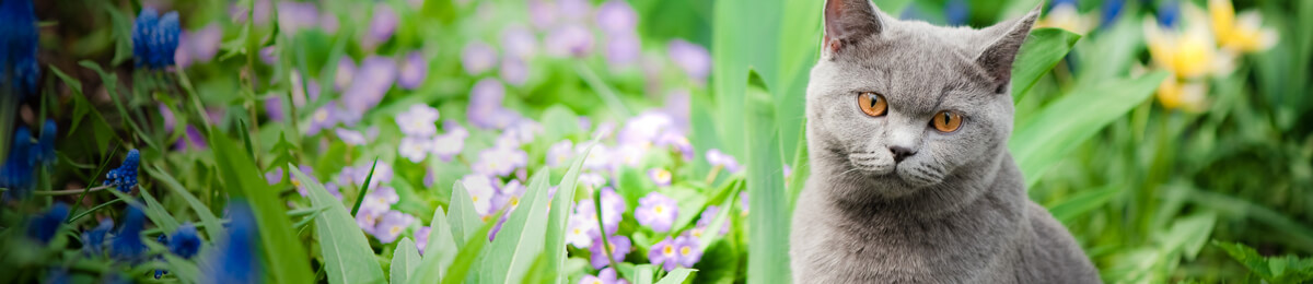pet proof your garden banner
