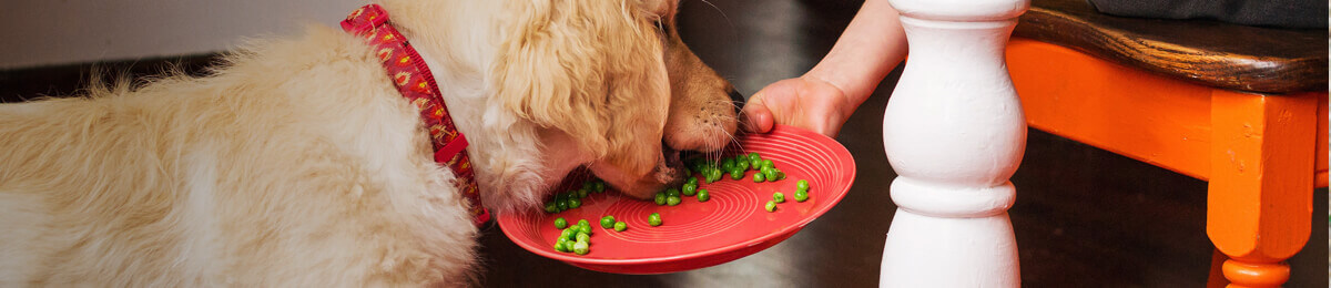 Foods your pet shouldn’t eat