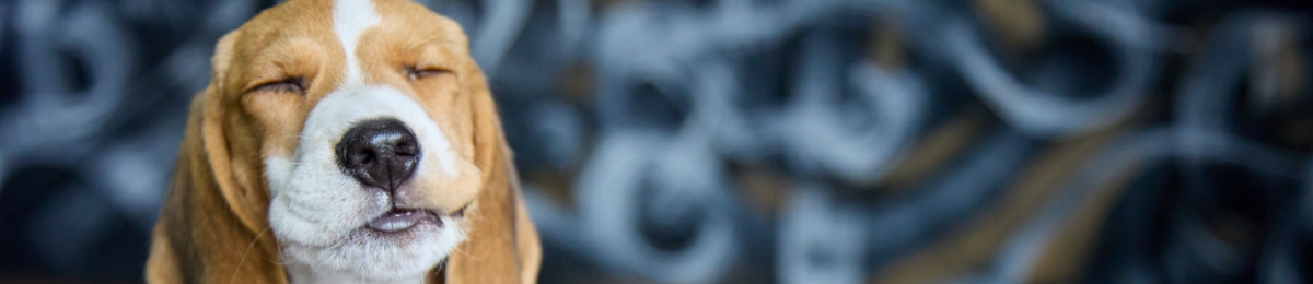 Homemade pet treats for summer