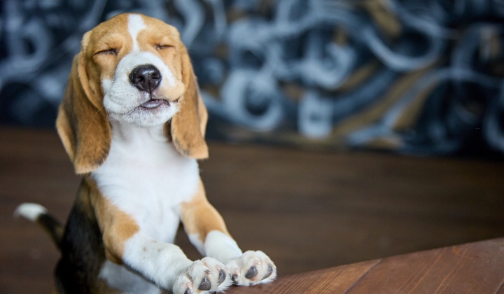 Homemade frozen pet treats