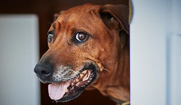 Managing anxiety in dogs