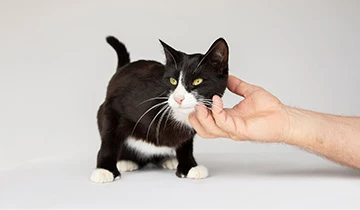 How to prevent cat anxiety