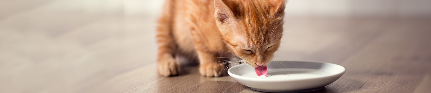 Cat drinking milk
