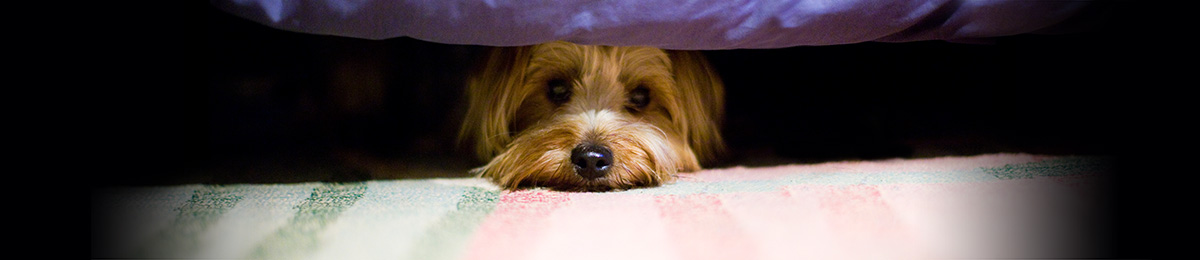 keep your pet safe this summer banner