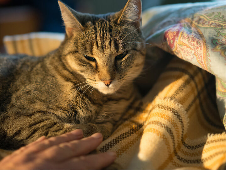 Keep your pets healthy in winter | Southern Cross Pet ...
