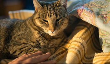 Keep your pets healthy in winter
