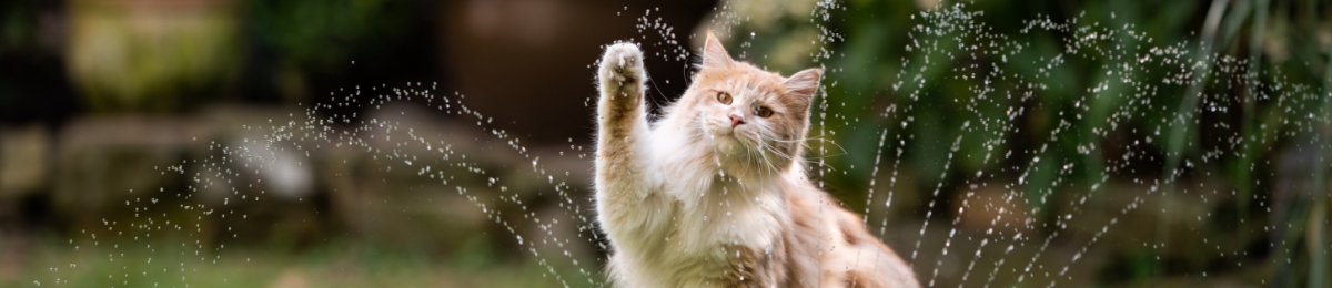 Keeping cats cool in summer