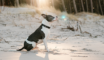 Keeping your dog safe at the beach