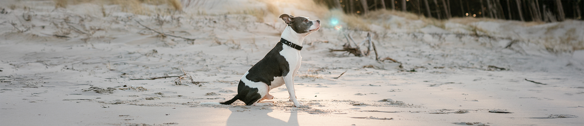 Keeping your dog safe at the beach