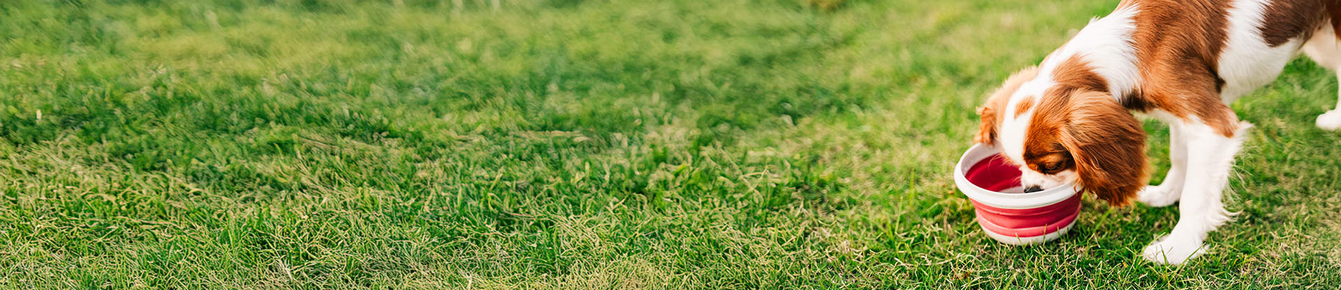 Keeping pets hydrated this summer
