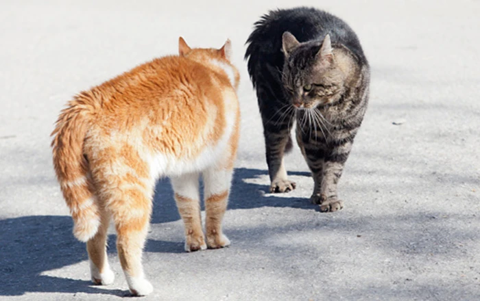 Consider stress from other cats