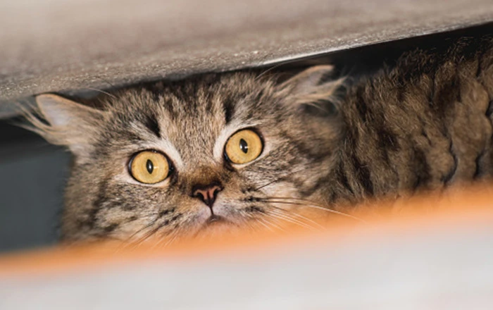 Lack of early socialisation