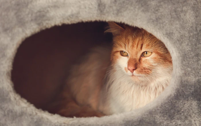 Provide safe hideouts