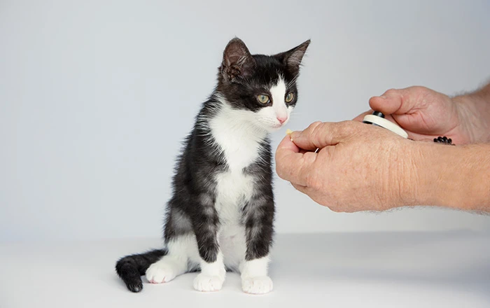 Try clicker training