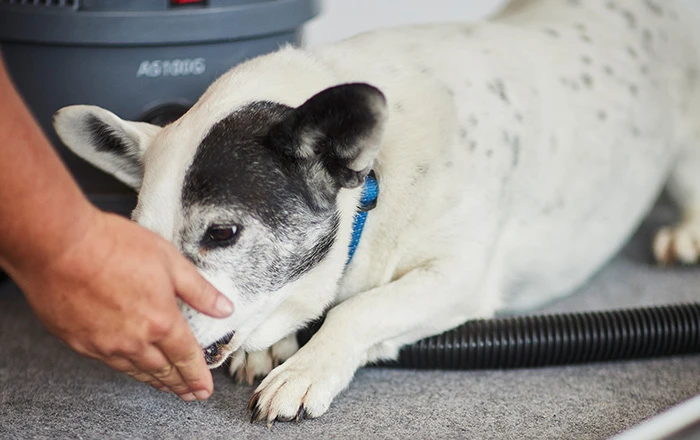 Use treats to slowly