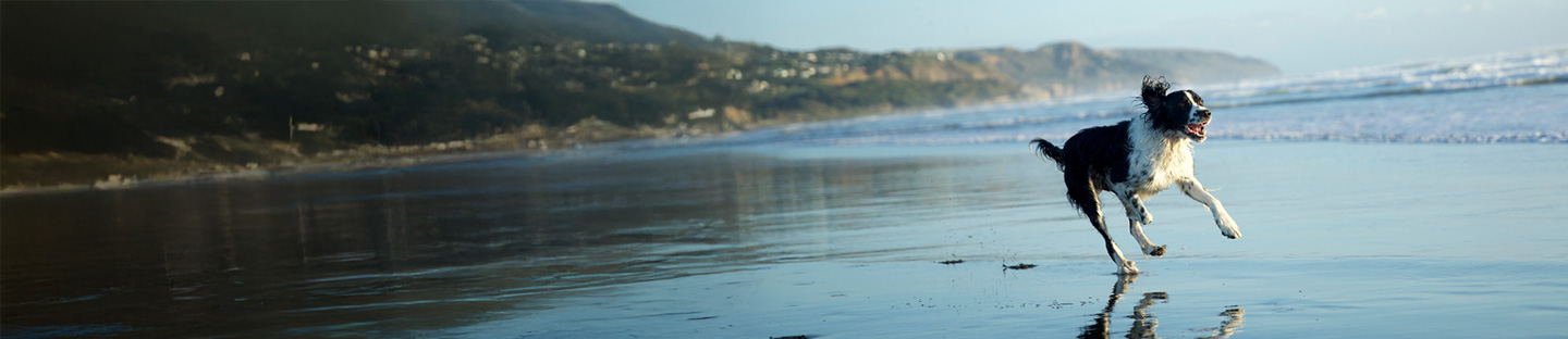 Dog Behaviour for beaches and parks