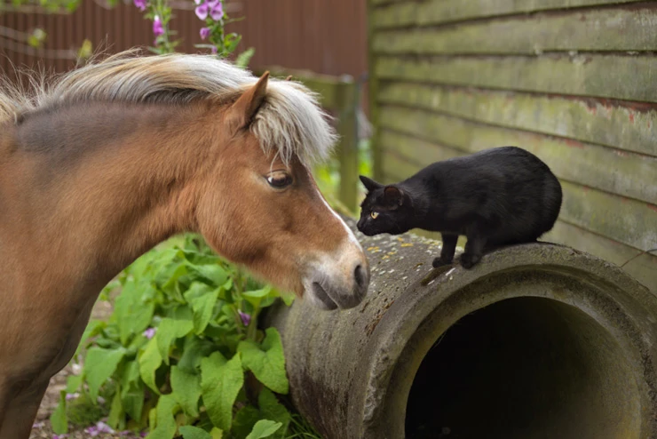 Cat and Horse