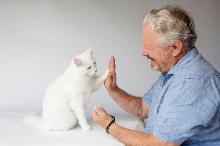 Cat high five