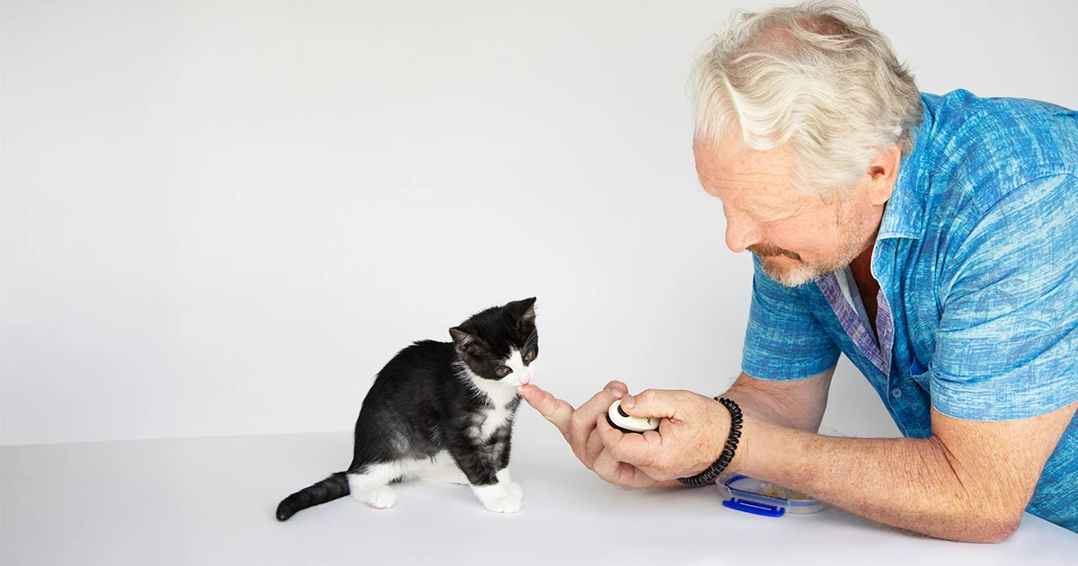 Kitten Essentials Checklist | Southern Cross Pet Insurance