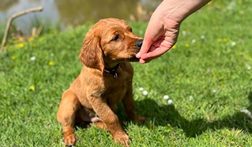 Everything you need when getting a puppy