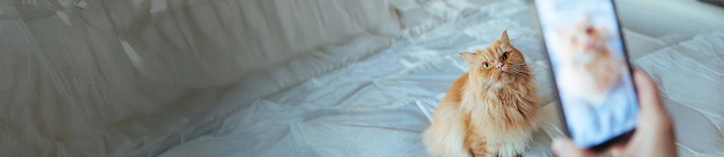 Great cat photo tips