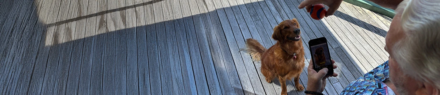 Great dog photo tips