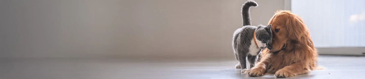 Introducing a new pet to an existing pet