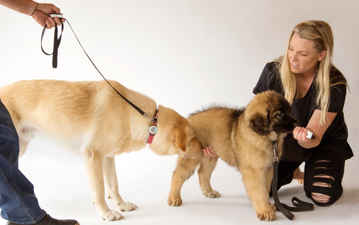 Introducing a new pet