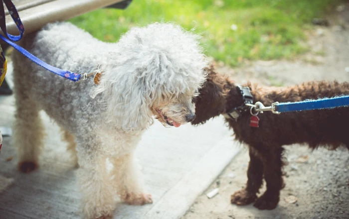 Introducing a new pet