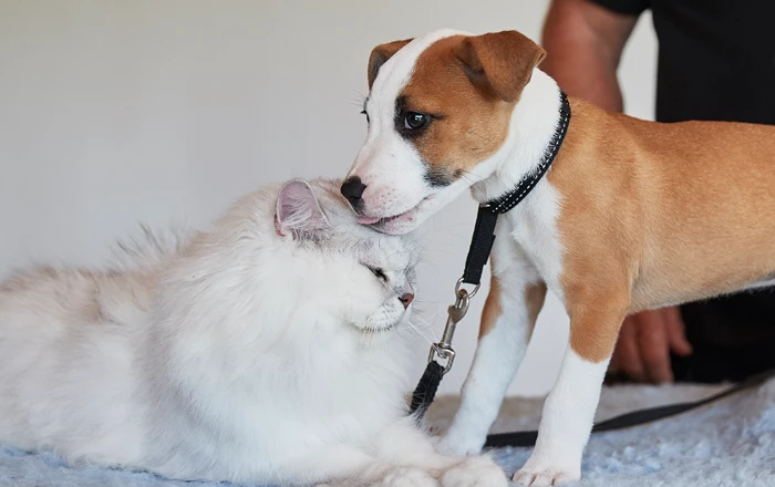 Introducing a new pet