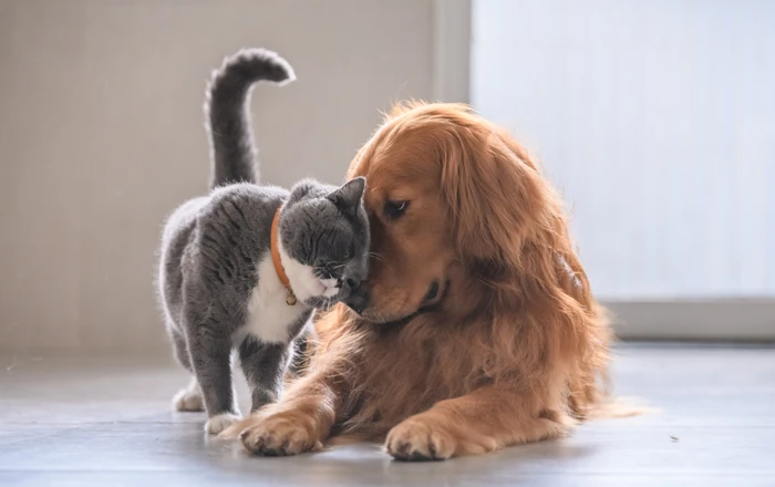 Introducing a new pet