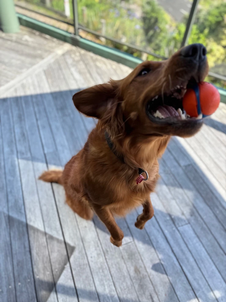 Let their personality shine