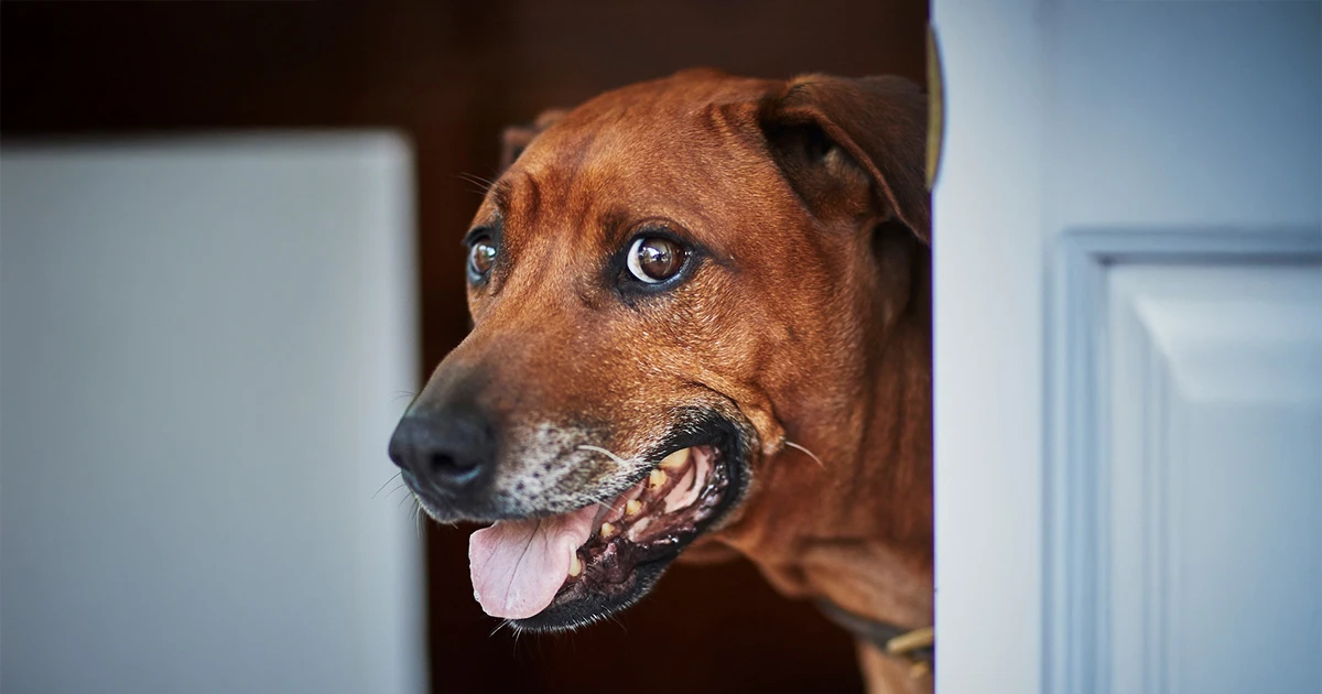 Curated visual reference: Fresh Look at Managing Anxiety In Dogs