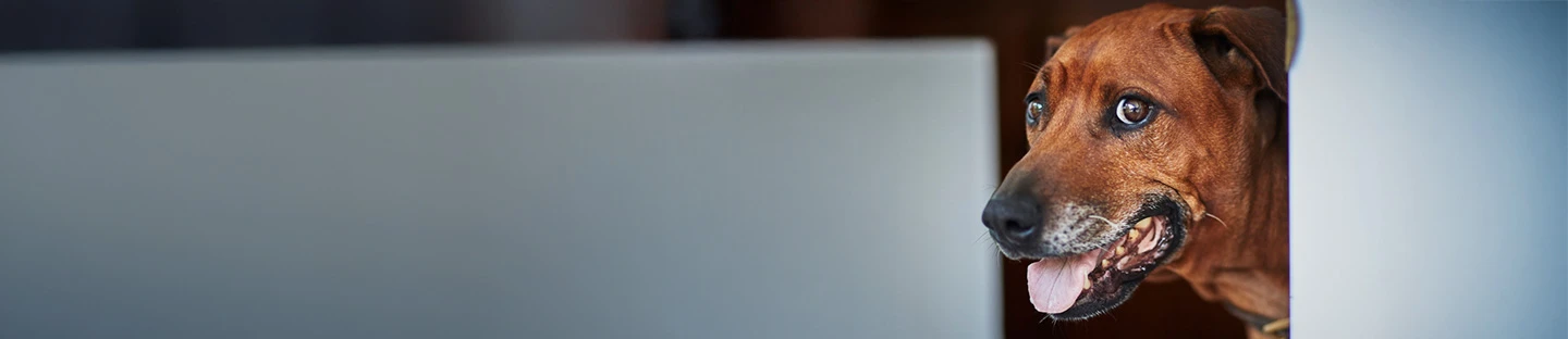 Managing anxiety in dogs