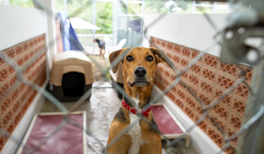 Preparing your pet for summer holidays