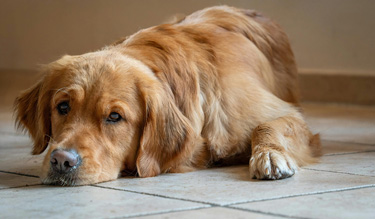 Summer heat and pet behaviour