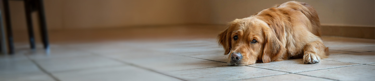 Summer heat and pet behaviour