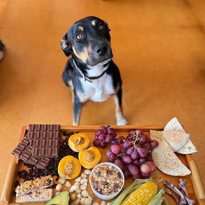 Not safe foods - dog begging