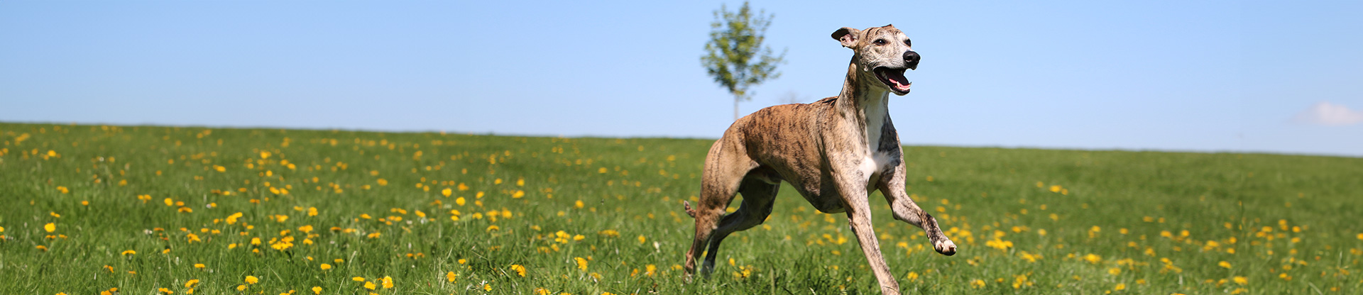 Pet skin allergies banner