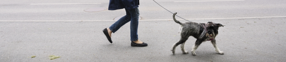 Keep your cat safe after dark