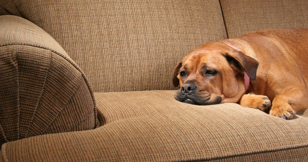 Prevent dog grabbing unsafe things Southern Cross Pet Insurance