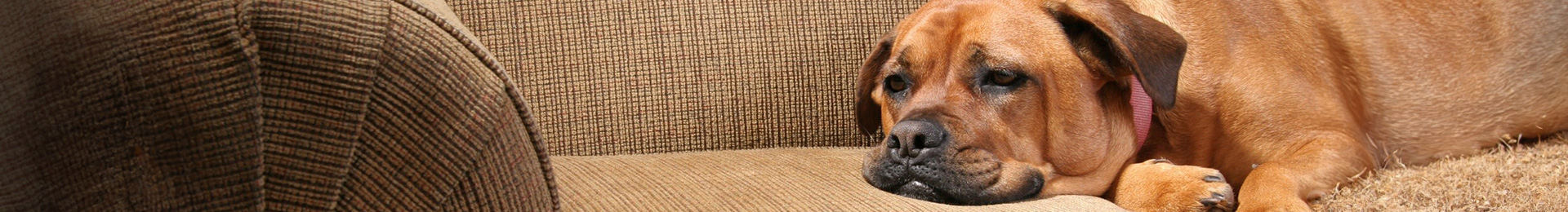 Prevent dog grabbing unsafe things