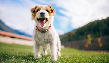 Protecting pet from the summer sun