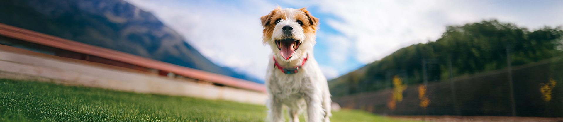 Protecting pet from the summer sun