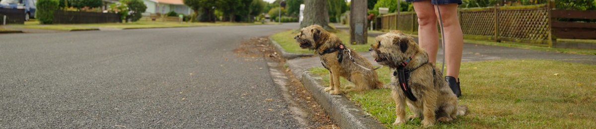 Dog training tips on keeping your dog road-safe